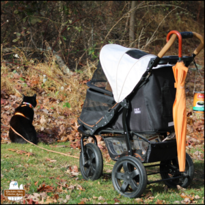 black cat Gus on the ground in front of orange cat Oliver inside his stroller