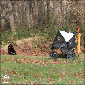 black cat Gus on the ground in front of orange cat Oliver inside his stroller