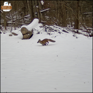 color trailcam photo of a red fox running in the snow on December 17, 2025 at 7:37 Am