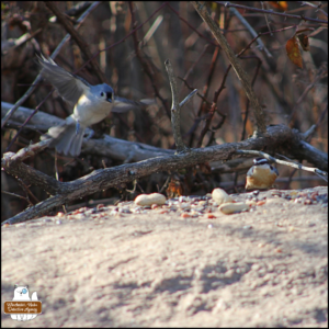 a tufted titmouse about to land on a rock next to a rose-breasted nuthatch