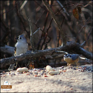 a tufted titmouse perched on a branch just above a rock next to a rose-breasted nuthatch