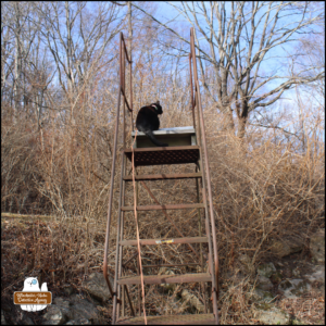 black cat Gus sitting at the top of a rusty metal staircase outside in front of winter-dead bushes