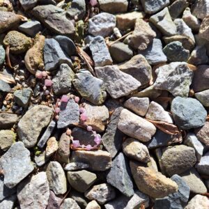 a string of (plastic) purplish-pink gems in the gravel and dirt.