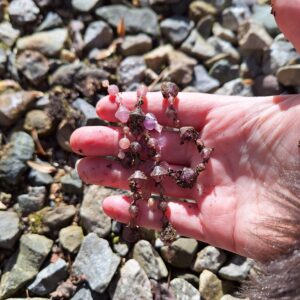 Amber's hand holding a string of (plastic) purplish-pink gems covered in dirt.