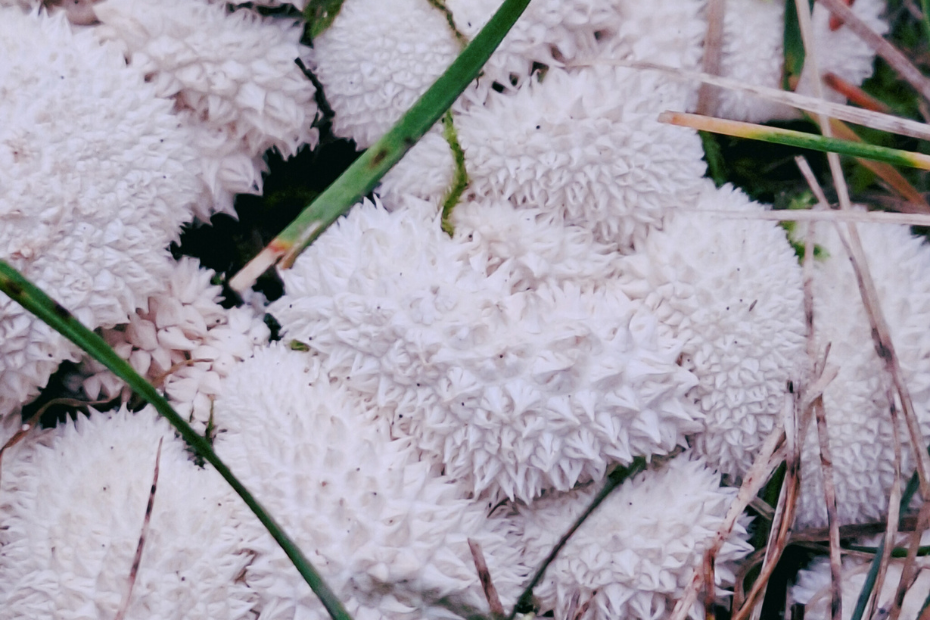 close up of the puffball mushrooms which look like lightly toasted peaks of whipped white meringue (brightened with color editing)