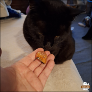 Amber's hand holding a small resin flaming skull with black cat Gus sniffing it.