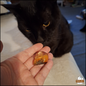 Amber's hand holding a small resin flaming skull with black cat Gus sniffing it.