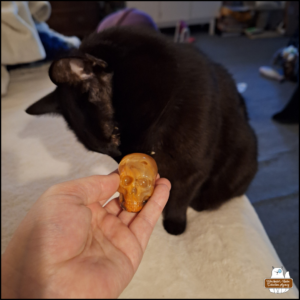 Amber's hand holding a medium resin flaming skull with black cat Gus sniffing it.