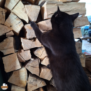 black cat Gus standing up and reaching his front paws to a stack of firewood inside.