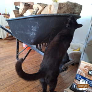 black cat Gus standing up to sniff the edge of a wheelbarrow holding firewood inside.