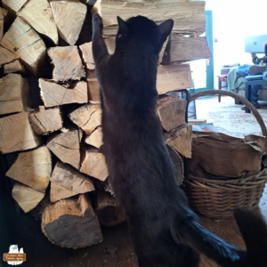 black cat Gus standing up and reaching his front paws to a stack of firewood inside.