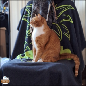 handsome orange tabby with white tuxedo pattern, Ollie, sitting up tall on a chair looking to the left.