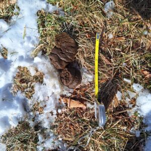 coyote poop in the snowy grass next to a measuring tape showing it's 4 inches long and has marking of being stepped on.