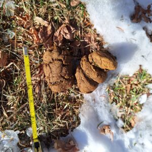 2 logs of coyote poop in the grass next to a measuring tape showing they are 3 inches long