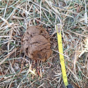 coyote poop in the grass next to a measuring tape showing it's 2 inches long