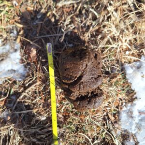 coyote poop in the grass next to a measuring tape showing it's 4 inches long