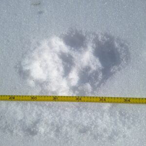 coyote tracks in the snow next to a measuring tape showing the entire length of the track is approximately 4 to 4.5 inches