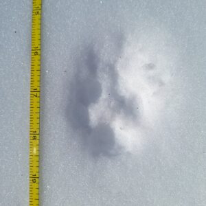 coyote tracks in the snow next to a measuring tape showing the entire length of the track is approximately 4 inches