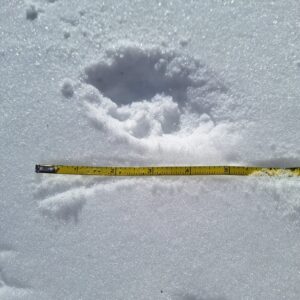 coyote tracks in the snow next to a measuring tape showing the entire length of the track is approximately 4 to 4.5 inches