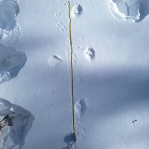coyote tracks in the snow next to a measuring tape showing the gait distance.