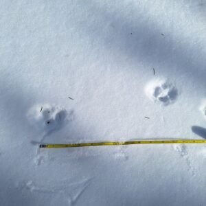 two coyote tracks in the snow next to a measuring tape showing the gait distance from left to right paw print.