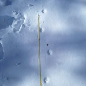coyote tracks in the snow next to a measuring tape showing the gait distance.
