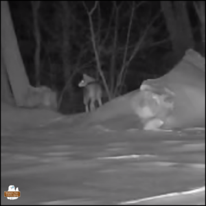 zoomed in on trailcam night photo of a coyote walking away from the cam in the area where the track photos were taken