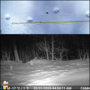 top: coyote tracks in snow next to measuring tape bottom: trailcam night photo of a coyote walking away from the cam in the area where the track photos were taken