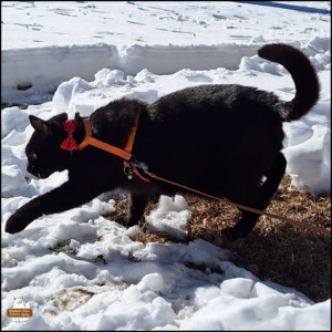 black cat Gus walking over the snow