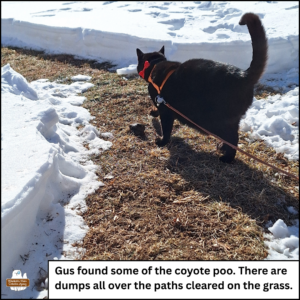 black cat Gus standing over the poop on a cleared path through snow on grass. Caption: Gus found some of the coyote poo. There are dumps all over the paths cleared on the grass.