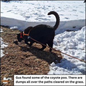 black cat Gus sniffing poop on a cleared path through snow on grass. Caption: Gus found some of the coyote poo. There are dumps all over the paths cleared on the grass.