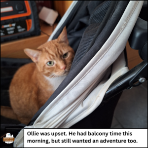 blurry photo of orange and white Oliver sitting in his stroller. caption: Ollie was upset. He had balcony time this morning, but still wanted an adventure too.