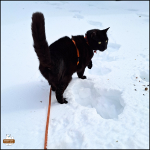 black cat Gus with one paw raised while he stands on top of the snow.
