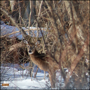 a deer at the end of a snowy trail with bare branches on either side