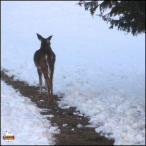 the deer has woken up and is walking down the path cleared in the snowy backyard.