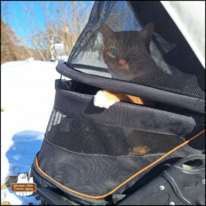 orange and white cat, Ollie, sitting up in his buggy with one paw out between the top and bottom screens and snow in the background.