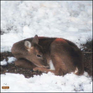 a deer curled up sleeping under a tree in a small space cleared of snow