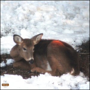 a deer curled up lifting head under a tree in a small space cleared of snow