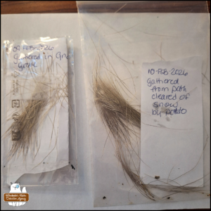 two samples of deer hair in baggies with labels noting the dates, Feb 9 and 10, 2026, and collection site was near the patio on path cleared of snow.