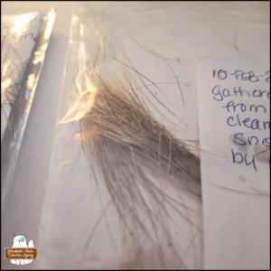 sample of deer hair in a baggie with a label noting the date, Feb 10 2026, and collection site was near the patio on path cleared of snow