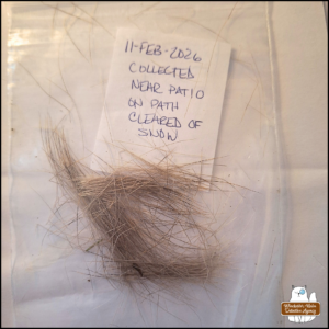 sample of deer hair in a baggie with a label noting the date and collection site was near the patio on path cleared of snow