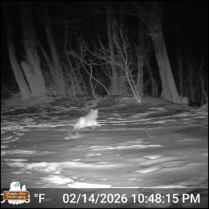 a coyote running across a snowy backyard to the woods.