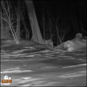 a coyote at the edge of a snowy backyard and woods, stops to stand and look to its left.