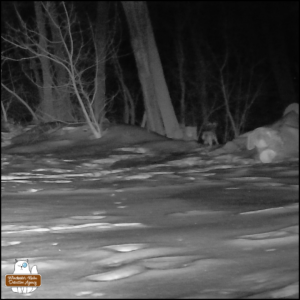 a coyote at the edge of a snowy backyard and woods