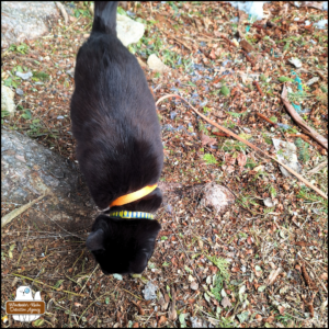 black cat Gus smelling the ground at the base of two trees where blue jay feathers scattered