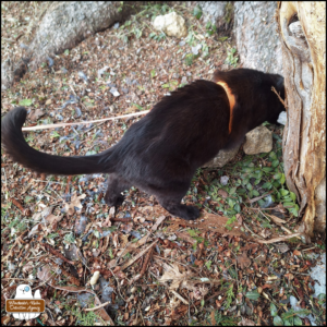 black cat Gus smelling the ground at the base of two trees where blue jay feathers scattered