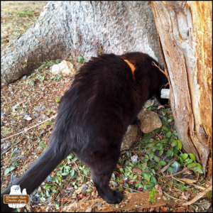 black cat Gus smelling the ground at the base of two trees where blue jay feathers scattered