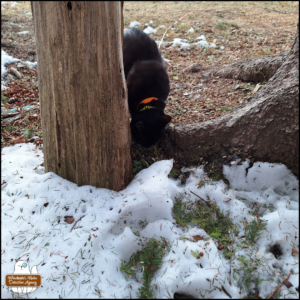 black cat Gus smelling the ground where there's snow melting and blue jay feathers scattered