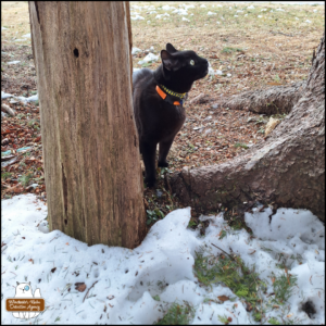 black cat Gus on the ground looking up at a tree birds land for snacking
