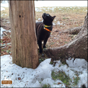 black cat Gus on the ground looking up at a tall tree stump where birds land for snacking